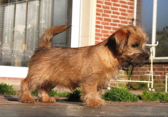 Норфолк терьер (Norfolk Terrier)