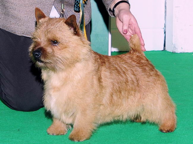 Норвич-терьер (Norwich Terrier)