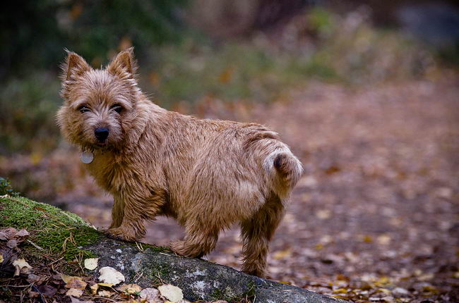 Норвич-терьер (Norwich Terrier)