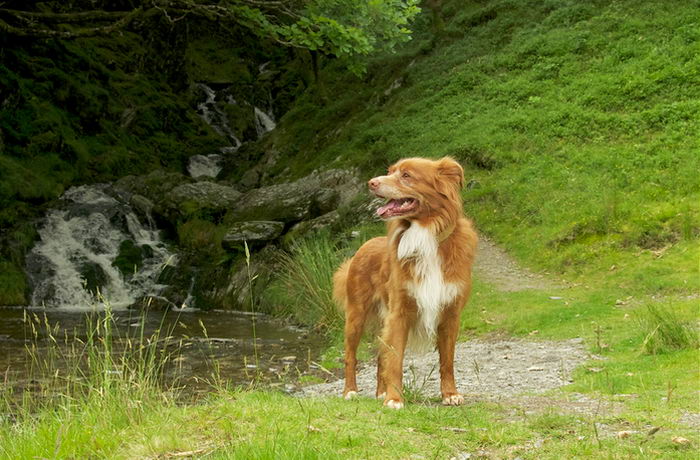 Толлер или новошотландский утиный ретривер (Nova Scotia Duck Tolling Retriever)