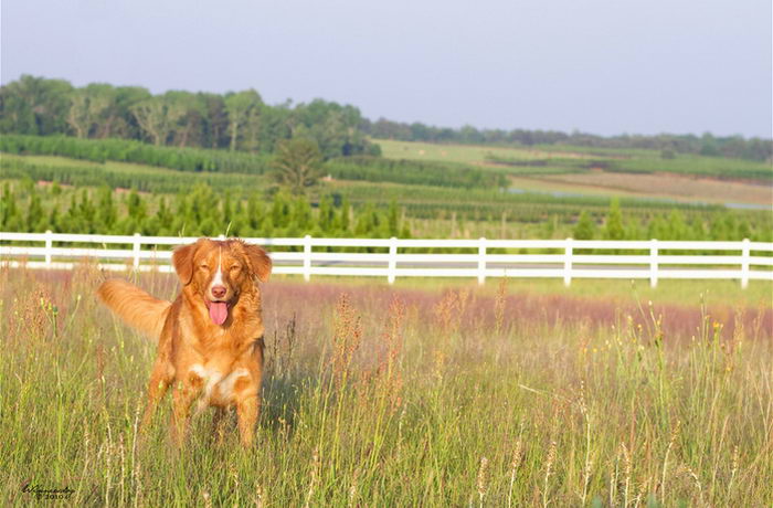 Толлер или новошотландский утиный ретривер (Nova Scotia Duck Tolling Retriever)