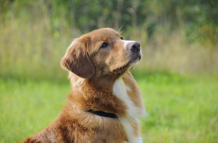 Толлер или новошотландский утиный ретривер (Nova Scotia Duck Tolling Retriever)