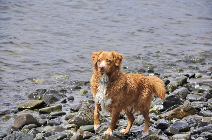 Толлер или новошотландский утиный ретривер (Nova Scotia Duck Tolling Retriever)