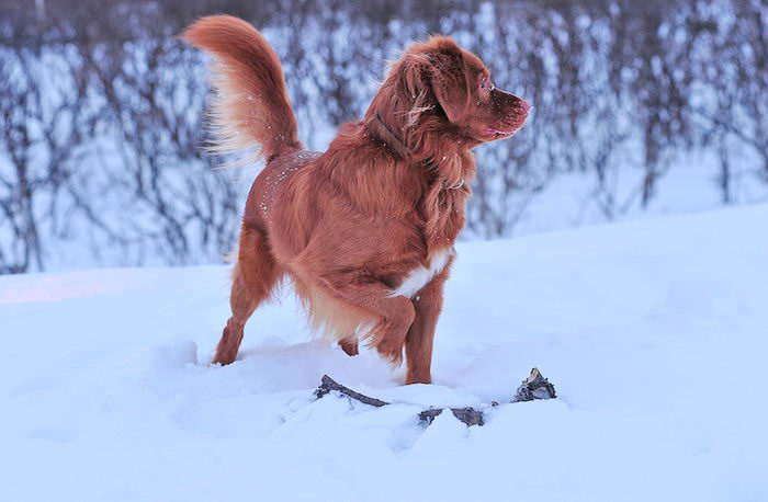 Толлер или новошотландский утиный ретривер (Nova Scotia Duck Tolling Retriever)