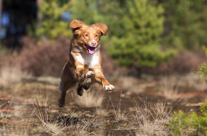 Толлер или новошотландский утиный ретривер (Nova Scotia Duck Tolling Retriever)