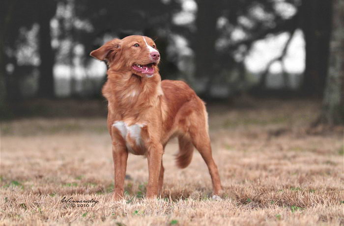 Толлер или новошотландский утиный ретривер (Nova Scotia Duck Tolling Retriever)