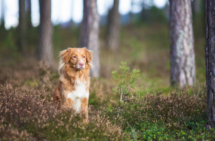 Толлер или новошотландский утиный ретривер (Nova Scotia Duck Tolling Retriever)