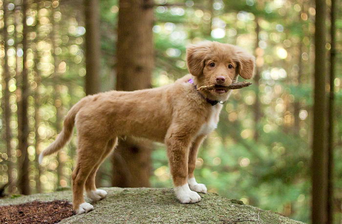 Толлер или новошотландский утиный ретривер (Nova Scotia Duck Tolling Retriever)