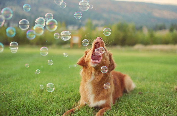 Толлер или новошотландский утиный ретривер (Nova Scotia Duck Tolling Retriever)