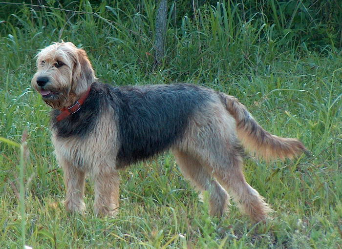 Оттерхаунд, выдровая гончая (Otterhound)