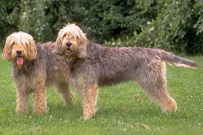 Оттерхаунд, выдровая гончая (Otterhound)