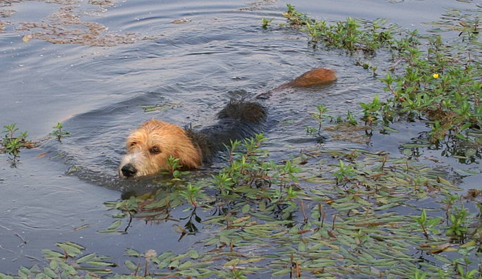 Оттерхаунд, выдровая гончая (Otterhound)