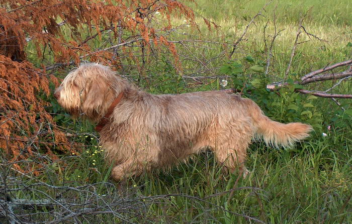 Оттерхаунд, выдровая гончая (Otterhound)