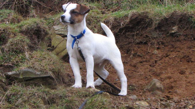 Парсон Рассел терьер (Parson Russell Terrier)