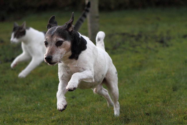 Парсон Рассел терьер (Parson Russell Terrier)