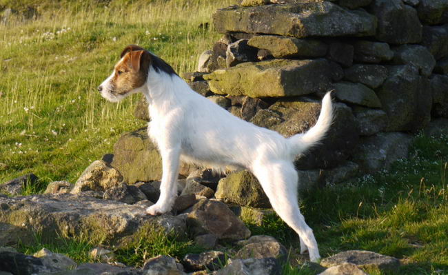 Парсон Рассел терьер (Parson Russell Terrier)