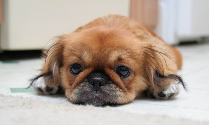 Пекинес (Pekingese)