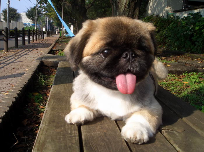 Пекинес (Pekingese)