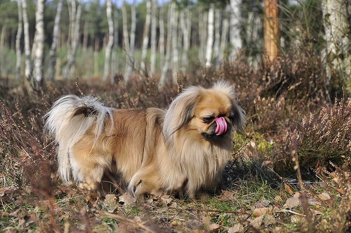 Пекинес (Pekingese)