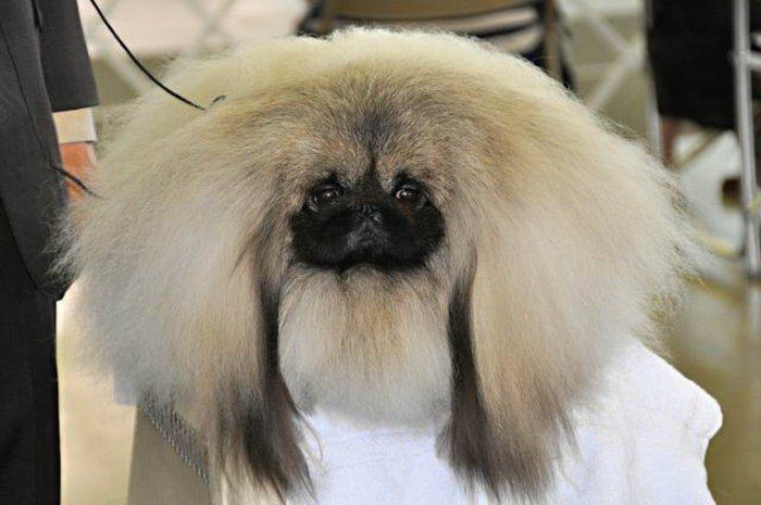 Пекинес (Pekingese)