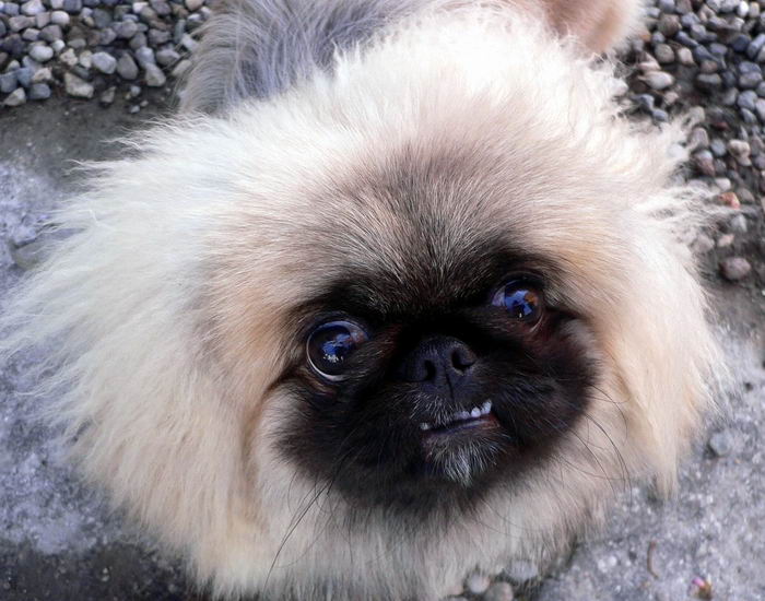 Пекинес (Pekingese)