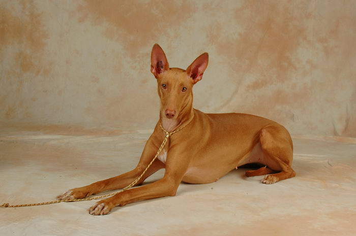 ФараонХаунд (Pharaoh Hound)