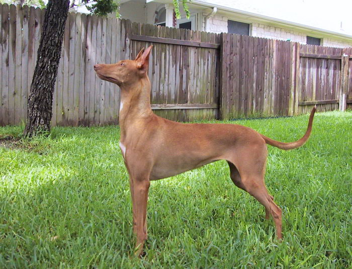 ФараонХаунд (Pharaoh Hound)