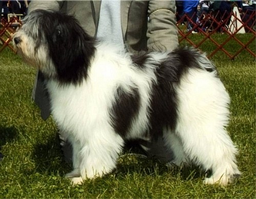 Польская низинная овчарка (Polish Lowland Sheepdog)