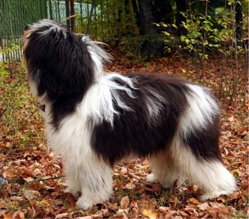 Польская низинная овчарка (Polish Lowland Sheepdog)