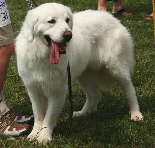 Польская подгалянская овчарка (Polish Mountain Sheepdog)