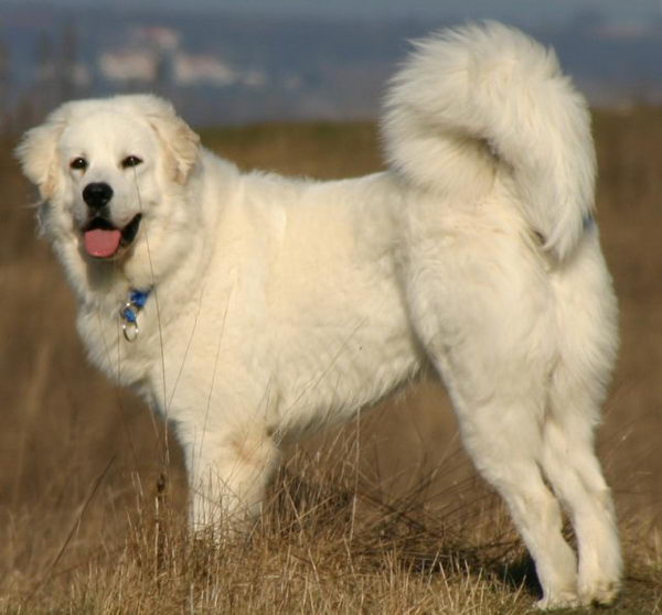 Польская подгалянская овчарка (Polish Mountain Sheepdog)