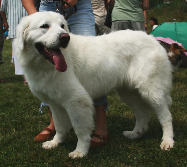 Польская подгалянская овчарка (Polish Mountain Sheepdog)