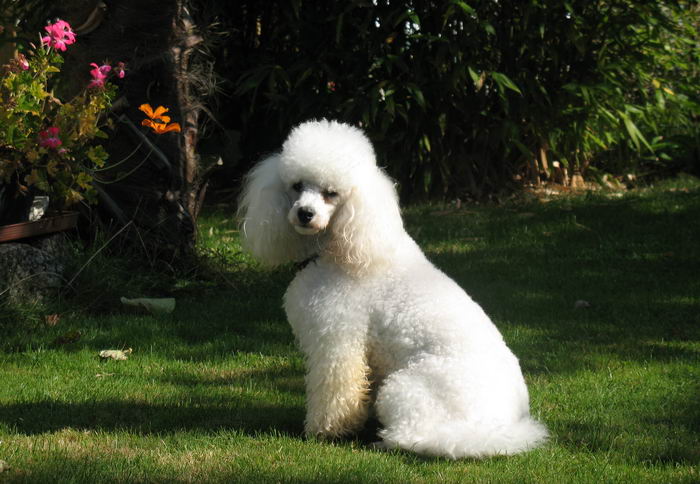 Пудель (Poodle)