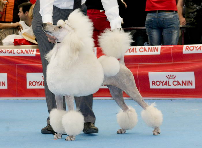 Пудель (Poodle)