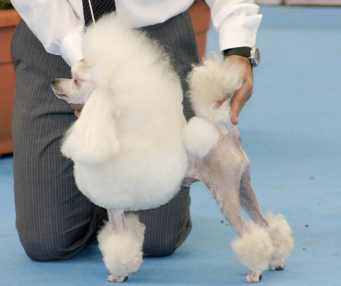 Пудель (Poodle)