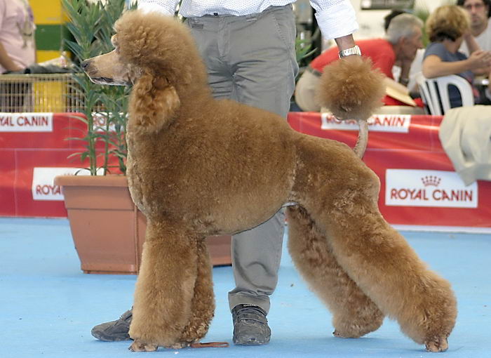 Пудель (Poodle)