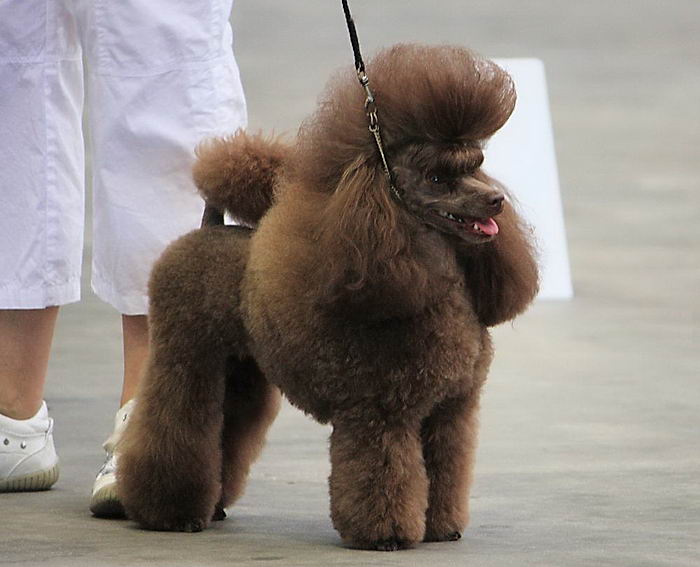 Пудель (Poodle)