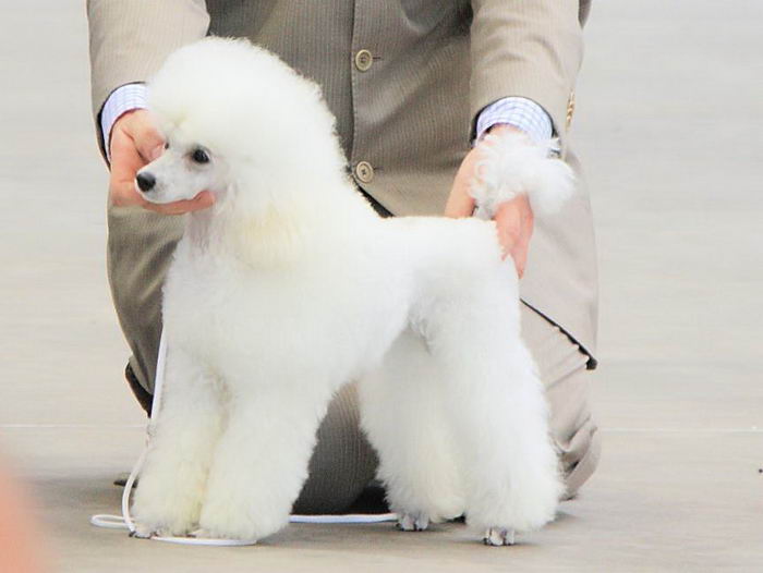 Пудель (Poodle)