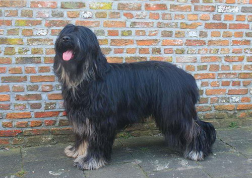 Португальская овчарка (Portuguese sheepdog)