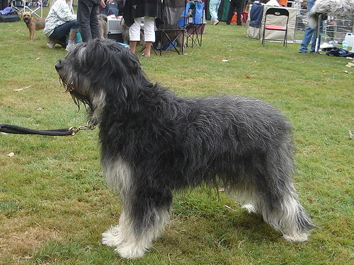 Португальская овчарка (Portuguese sheepdog)