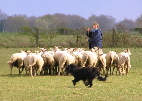 Португальская овчарка (Portuguese sheepdog)