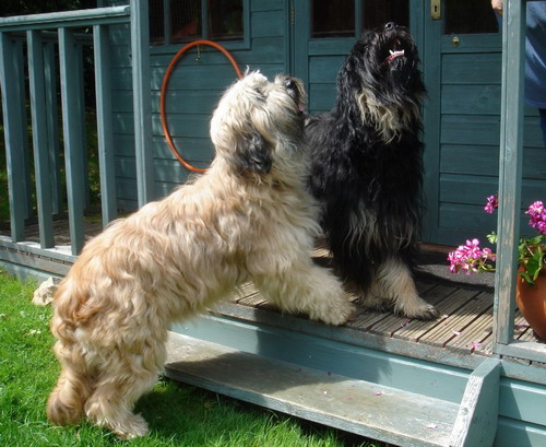 Португальская овчарка (Portuguese sheepdog)