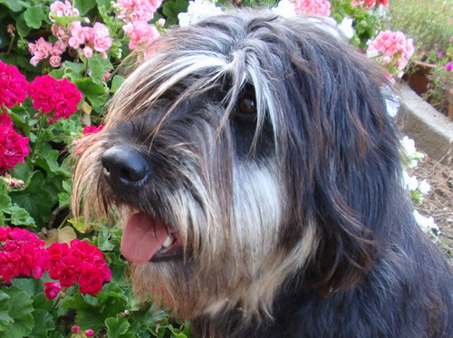 Португальская овчарка (Portuguese sheepdog)