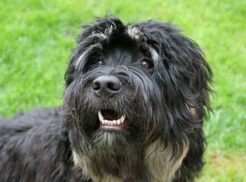 Португальская овчарка (Portuguese sheepdog)