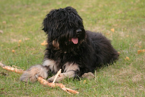 Португальская овчарка (Portuguese sheepdog) - щенок 7 месяцев