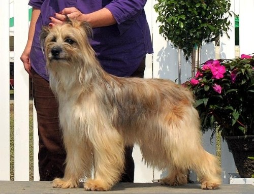 Пиренейская овчарка - Pyrenean Sheepdog