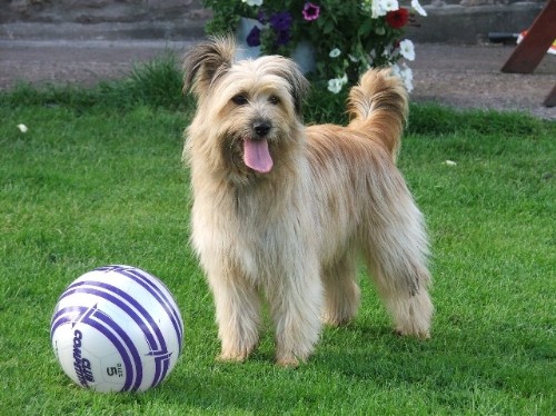 Пиренейская овчарка - Pyrenean Sheepdog