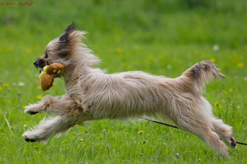 Пиренейская овчарка - Pyrenean Sheepdog