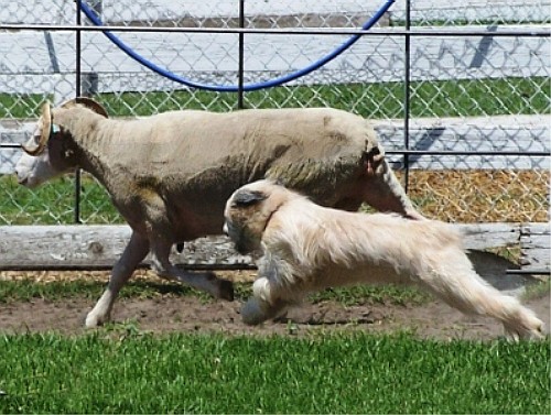 Пиренейская овчарка - Pyrenean Sheepdog - загон скота