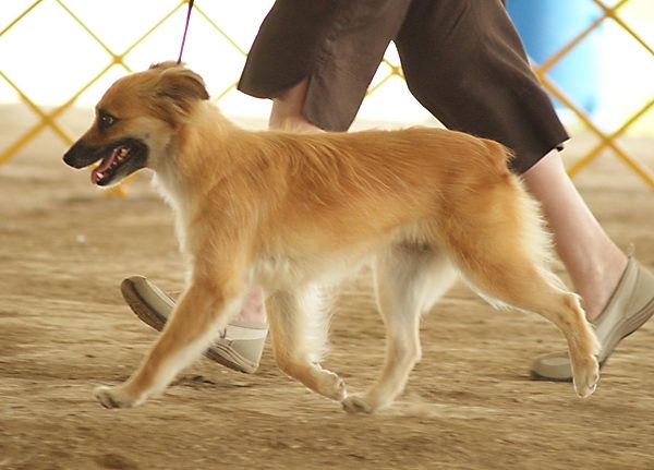 Пиренейская короткошерстная овчарка (Pyrenean Sheepdog Smooth Faced)